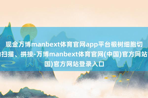 现金万博manbext体育官网app平台椴树细胞切片被自动扫描、拼接-万博manbext体育官网(中国)官方网站登录入口